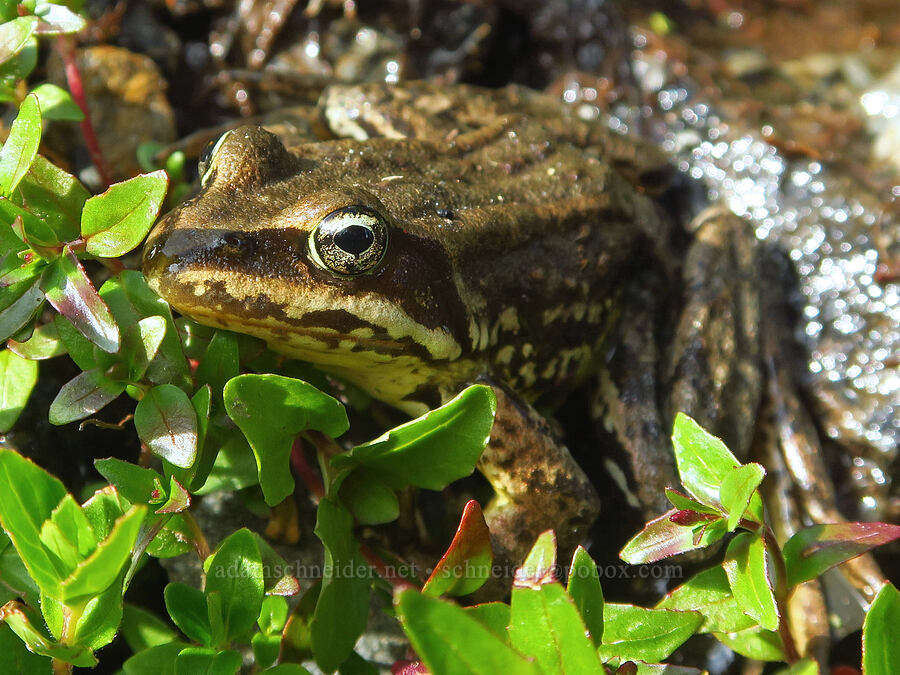 Cascades frog (Rana cascadae) [Badger Valley Trail, Olympic National Park, Clallam County, Washington]