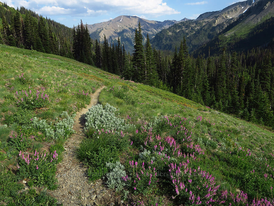 trail through wildflowers (Hedysarum occidentale, Artemisia ludoviciana, Bistorta bistortoides (Polygonum bistortoides)) [Badger Valley Trail, Olympic National Park, Clallam County, Washington]