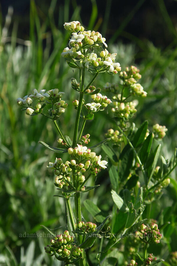 northern bedstraw (Galium boreale) [Badger Valley Trail, Olympic National Park, Clallam County, Washington]