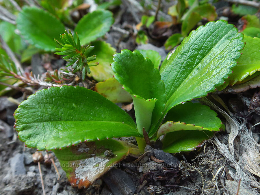 leather-leaf saxifrage leaves (Leptarrhena pyrolifolia (Saxifraga pyrolifolia)) [Badger Valley Trail, Olympic National Park, Clallam County, Washington]