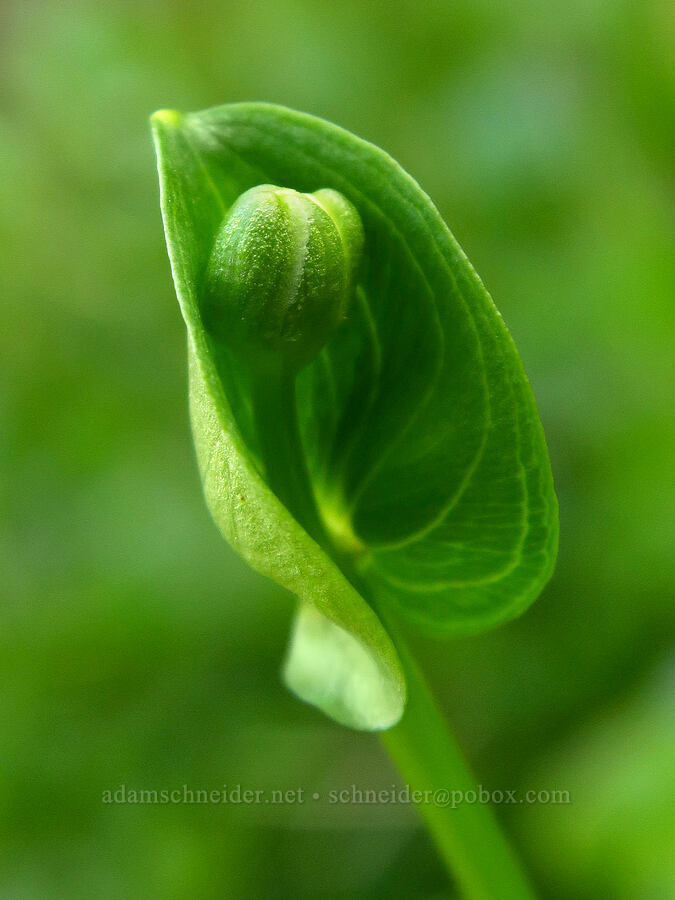 grass-of-Parnassus, budding (Parnassia fimbriata) [Badger Valley Trail, Olympic National Park, Clallam County, Washington]