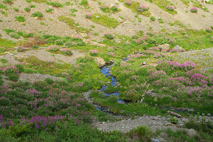 wildflowers (Hedysarum occidentale, Platanthera dilatata (Habenaria dilatata) (Piperia dilatata), Erigeron sp., Luetkea pectinata) [Badger Valley Trail, Olympic National Park, Clallam County, Washington]