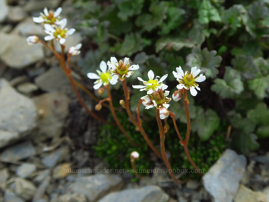 Tolmie's saxifrage (Micranthes tolmiei (Saxifraga tolmiei)) [Badger Valley Trail, Olympic National Park, Clallam County, Washington]