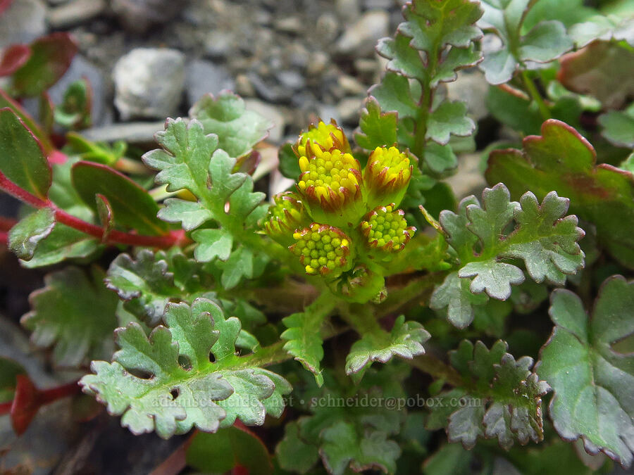 Flett's ragwort, budding (Packera flettii (Senecio flettii)) [Badger Valley Trail, Olympic National Park, Clallam County, Washington]