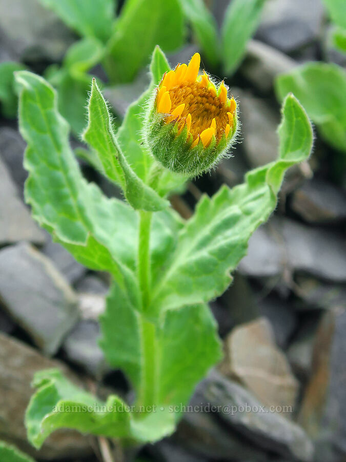 arnica (Arnica sp.) [Badger Valley Trail, Olympic National Park, Clallam County, Washington]