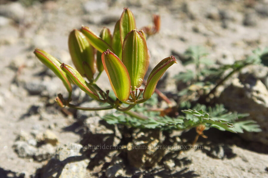 Cascade desert parsley, going to seed (Lomatium martindalei) [Pacific Crest Trail, Mt. Hood Wilderness, Clackamas County, Oregon]