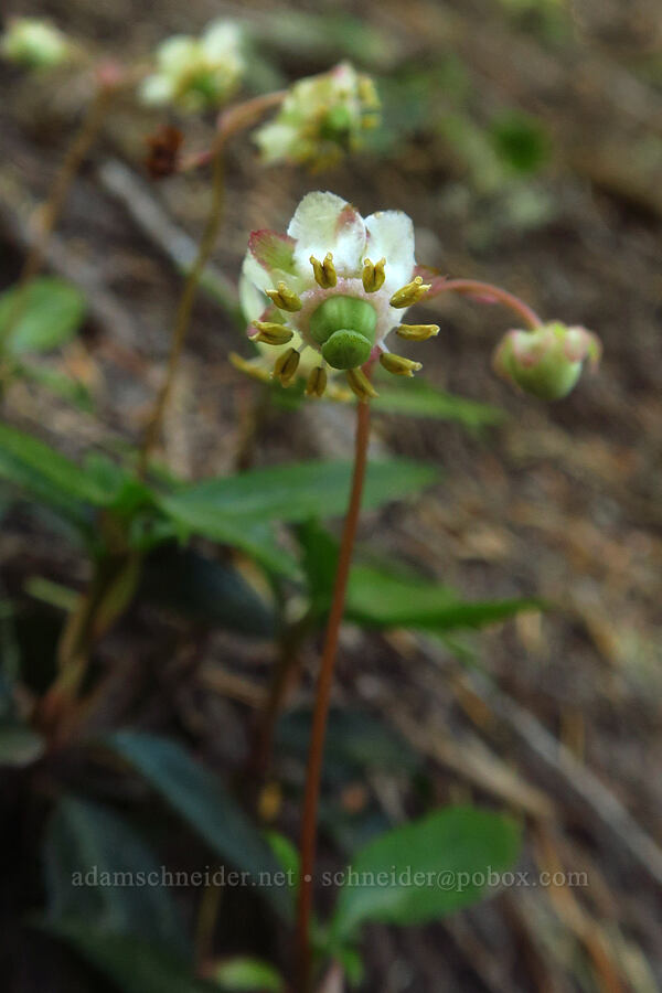 little pipsissewa (Chimaphila menziesii) [Pacific Crest Trail, Mt. Hood Wilderness, Clackamas County, Oregon]