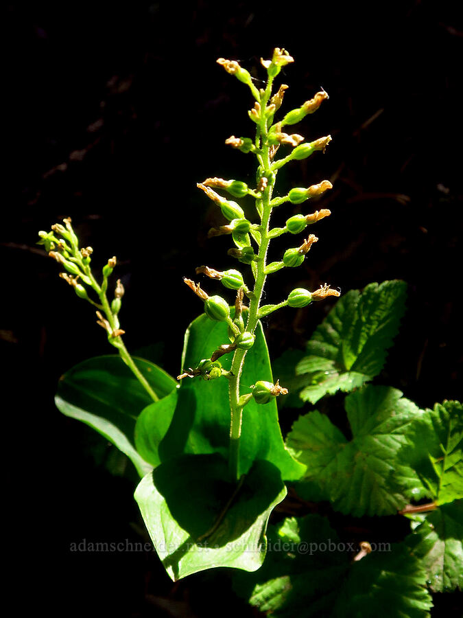 northwestern twayblade, going to seed (Neottia banksiana (Listera caurina)) [Pacific Crest Trail, Mt. Hood Wilderness, Clackamas County, Oregon]