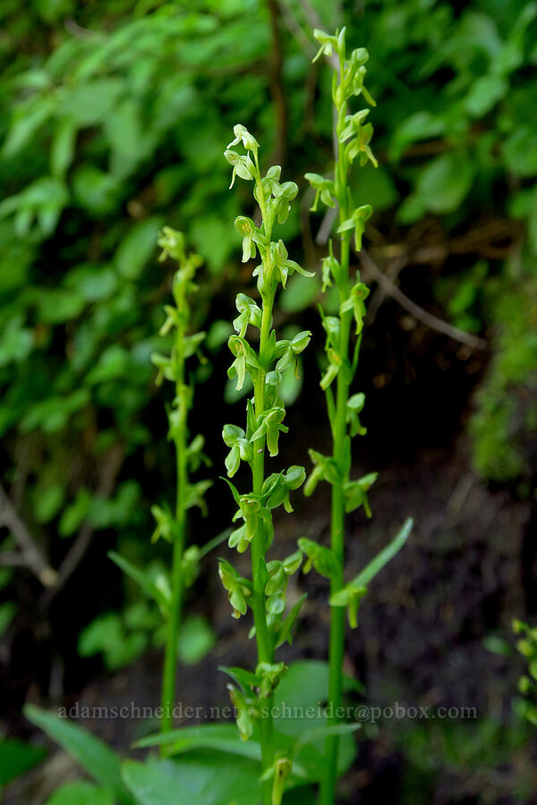slender bog orchids (Platanthera stricta (Piperia stricta)) [Pacific Crest Trail, Mt. Hood Wilderness, Clackamas County, Oregon]