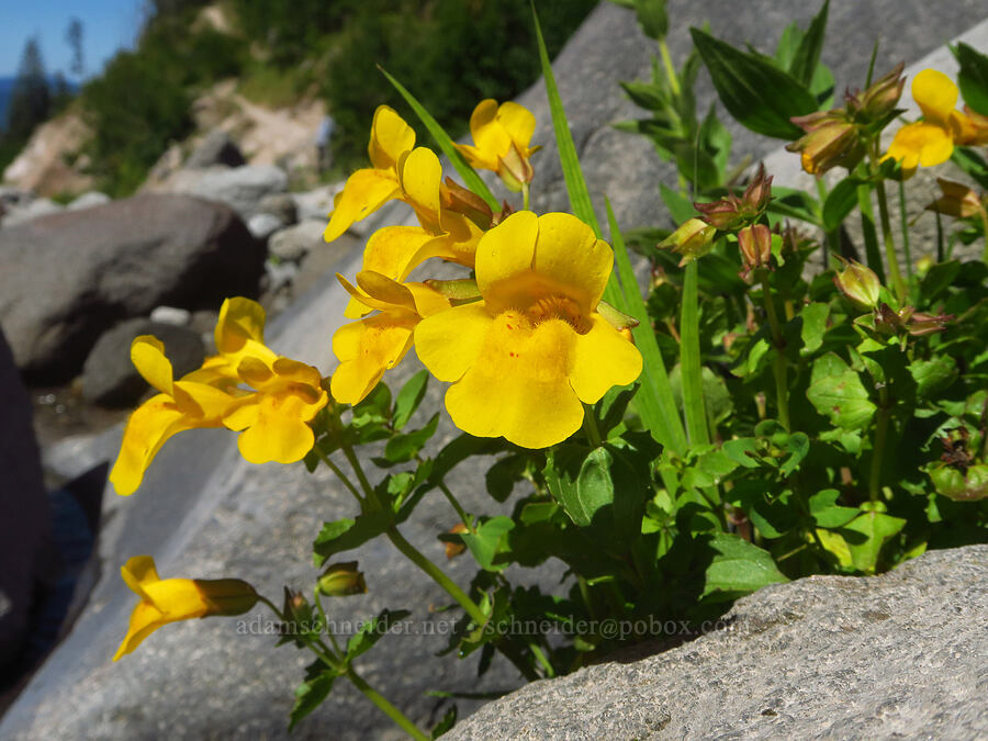 yellow monkeyflower (Erythranthe guttata (Mimulus guttatus)) [Pacific Crest Trail, Mt. Hood Wilderness, Clackamas County, Oregon]