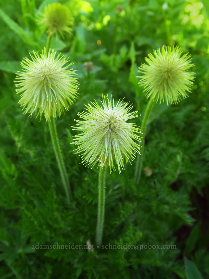 western pasqueflower seed heads (Anemone occidentalis (Pulsatilla occidentalis)) [Paradise Park Loop Trail, Mt. Hood Wilderness, Clackamas County, Oregon]