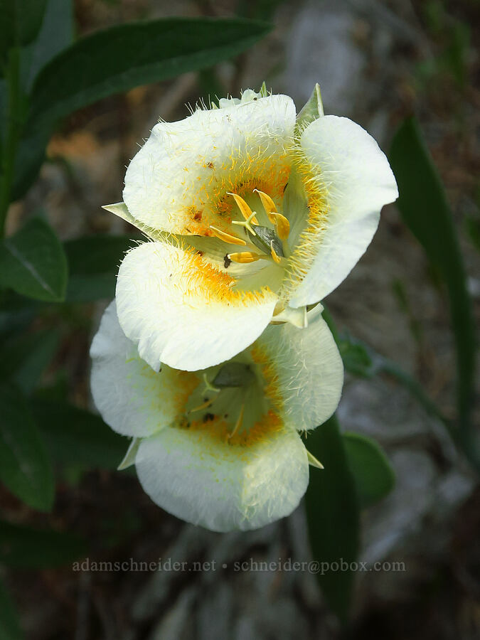 subalpine mariposa lilies (Calochortus subalpinus) [Paradise Park Loop Trail, Mt. Hood Wilderness, Clackamas County, Oregon]