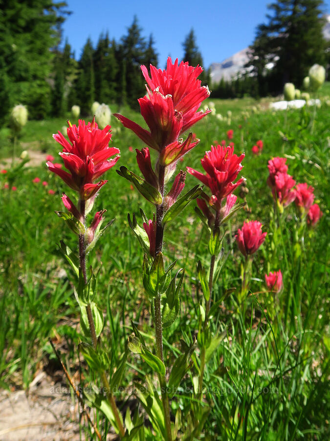magenta paintbrush (Castilleja parviflora var. oreopola) [Paradise Park Loop Trail, Mt. Hood Wilderness, Clackamas County, Oregon]