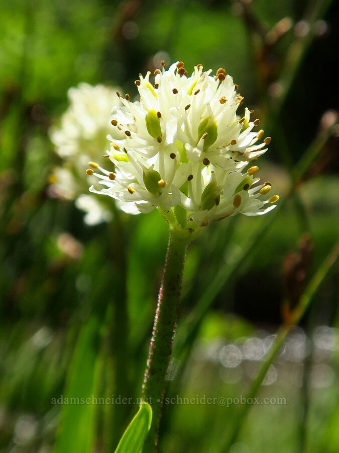 western false asphodel (Triantha occidentalis ssp. brevistyla (Tofieldia glutinosa var. brevistyla)) [Paradise Park Loop Trail, Mt. Hood Wilderness, Clackamas County, Oregon]