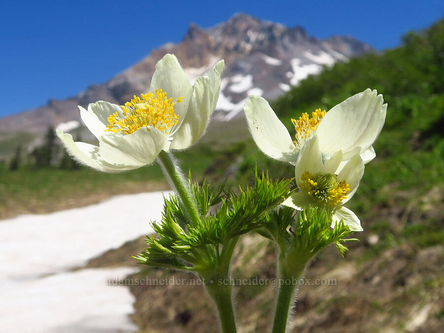 western pasqueflower (Anemone occidentalis (Pulsatilla occidentalis)) [Paradise Park Loop Trail, Mt. Hood Wilderness, Clackamas County, Oregon]