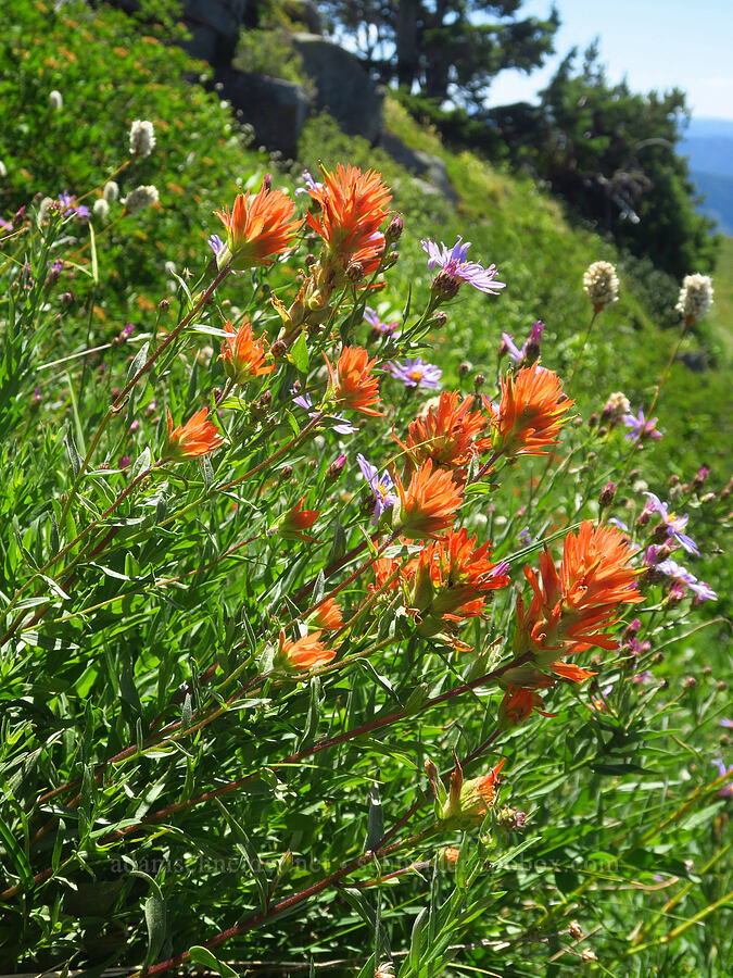 wildflowers (Castilleja miniata, Eucephalus ledophyllus (Aster ledophyllus), Bistorta bistortoides (Polygonum bistortoides)) [Paradise Park, Mt. Hood Wilderness, Clackamas County, Oregon]