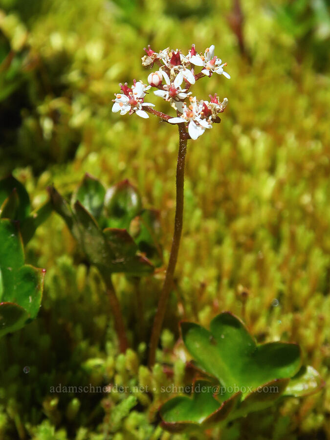 Nelson's saxifrage (Micranthes nelsoniana var. cascadensis (Saxifraga nelsoniana)) [Paradise Park, Mt. Hood Wilderness, Clackamas County, Oregon]
