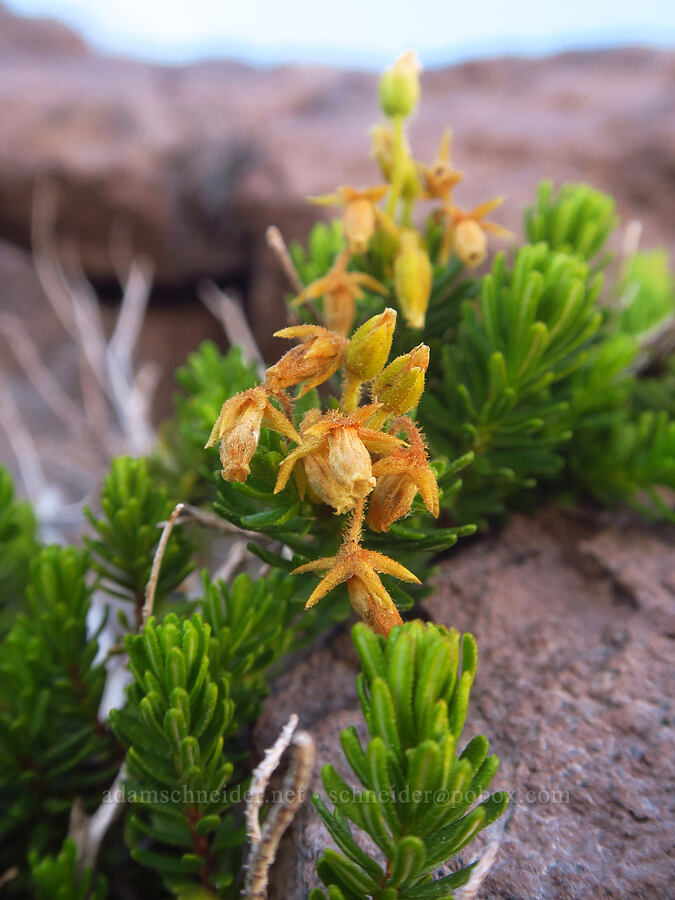 yellow mountain heather (Phyllodoce glanduliflora) [Mississippi Head, Mt. Hood Wilderness, Clackamas County, Oregon]