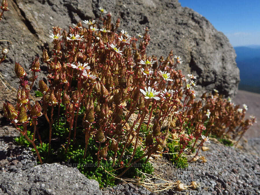 Tolmie's saxifrage (Micranthes tolmiei (Saxifraga tolmiei)) [Mississippi Head, Mt. Hood Wilderness, Clackamas County, Oregon]