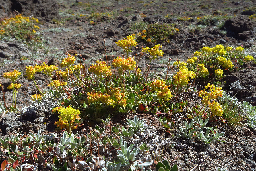 sulphur-flower buckwheat (Eriogonum umbellatum var. haussknechtii) [above Timberline Lodge, Mt. Hood Wilderness, Clackamas County, Oregon]