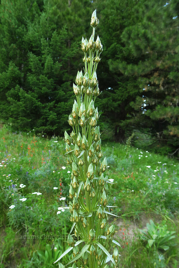 monument plant, going to seed (Frasera speciosa) [Bethel Ridge Road, Okanogan-Wenatchee National Forest, Yakima County, Washington]