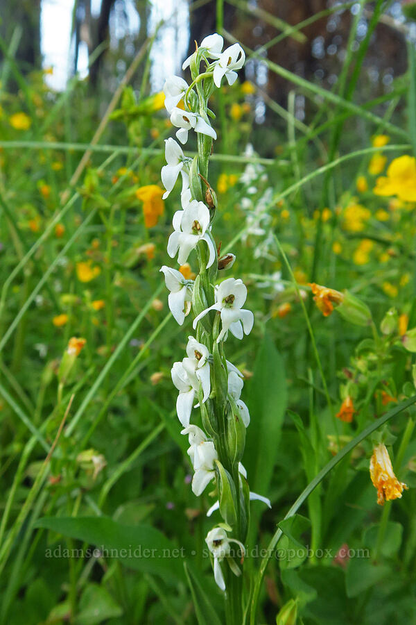 white bog orchid (Platanthera dilatata (Habenaria dilatata)) [Forest Road 1500-190, Okanogan-Wenatchee National Forest, Yakima County, Washington]