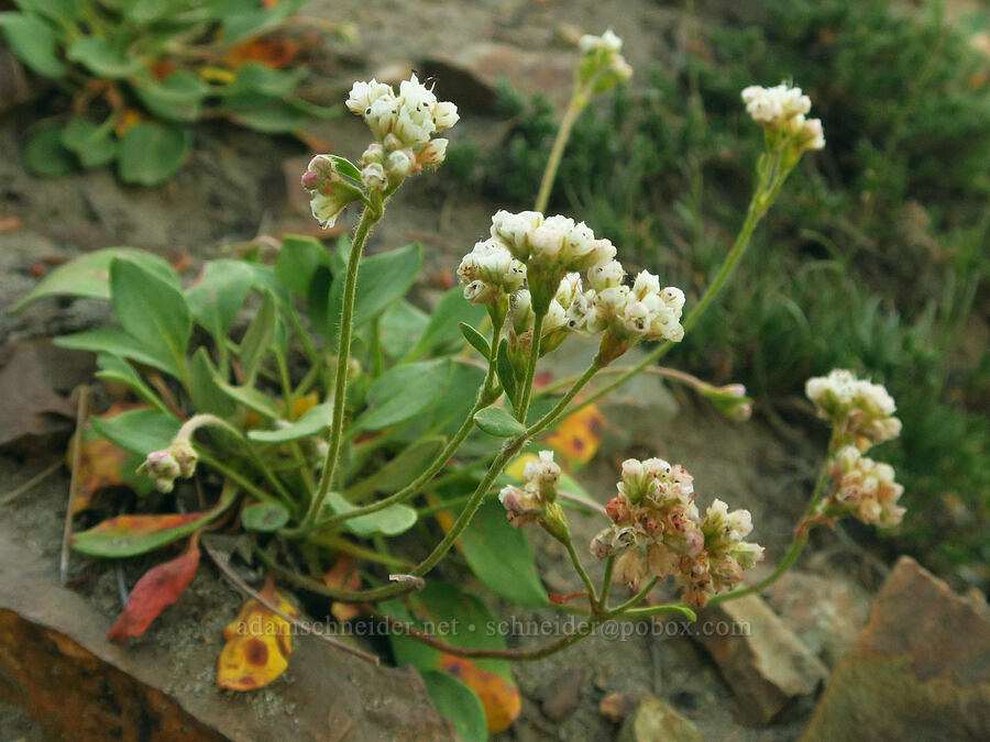 alpine buckwheat (Eriogonum pyrolifolium) [Timberwolf Mountain, Okanogan-Wenatchee National Forest, Yakima County, Washington]