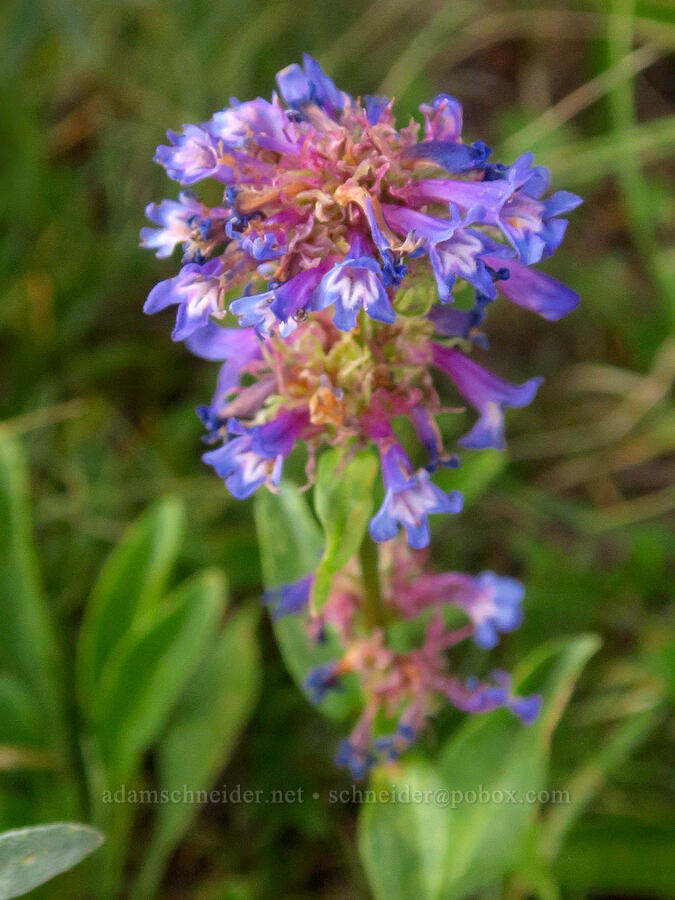 small-flowered penstemon (Penstemon procerus) [Timberwolf Mountain, Okanogan-Wenatchee National Forest, Yakima County, Washington]