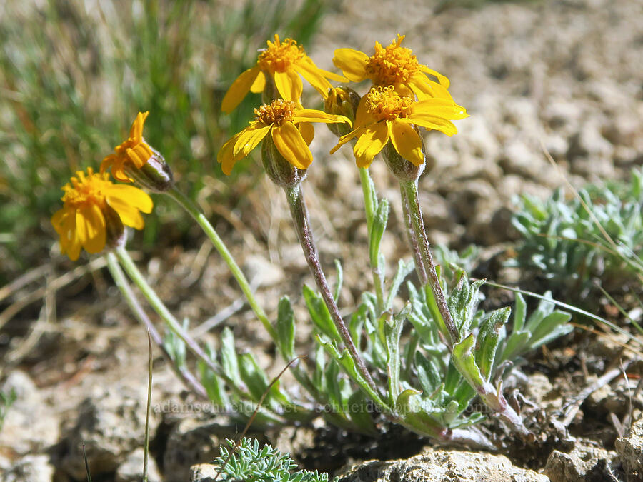 Oregon sunshine (Eriophyllum lanatum var. integrifolium) [Ironstone Mountain Trail, William O. Douglas Wilderness, Yakima County, Washington]
