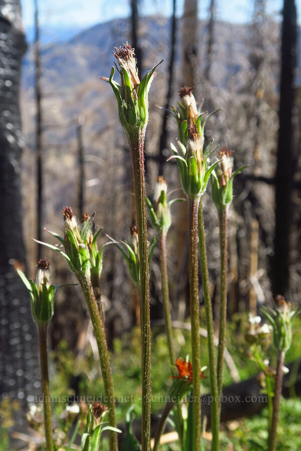 orange agoseris, going to seed (Agoseris aurantiaca) [Ironstone Mountain Trail, William O. Douglas Wilderness, Yakima County, Washington]