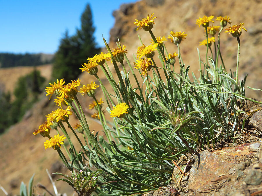 desert yellow daisies/fleabane (Erigeron linearis) [Ironstone Mountain Trail, William O. Douglas Wilderness, Yakima County, Washington]