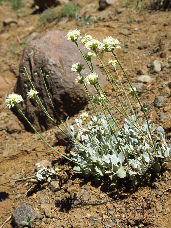purple cushion buckwheat (Eriogonum ovalifolium var. purpureum) [Ironstone Mountain Trail, William O. Douglas Wilderness, Yakima County, Washington]