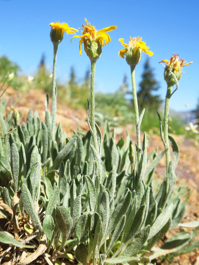 woolly goldenweed (Stenotus lanuginosus (Haplopappus lanuginosus)) [Ironstone Mountain Trail, William O. Douglas Wilderness, Yakima County, Washington]