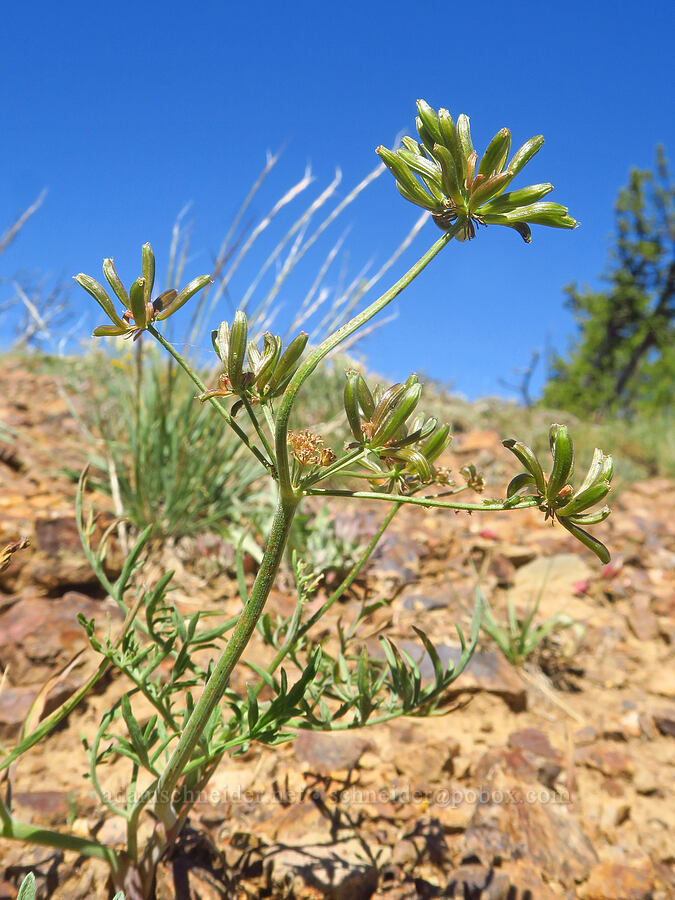 desert parsley, going to seed (Lomatium brevifolium (Lomatium triternatum var. brevifolium), Lomatium sp.) [Ironstone Mountain Trail, William O. Douglas Wilderness, Yakima County, Washington]