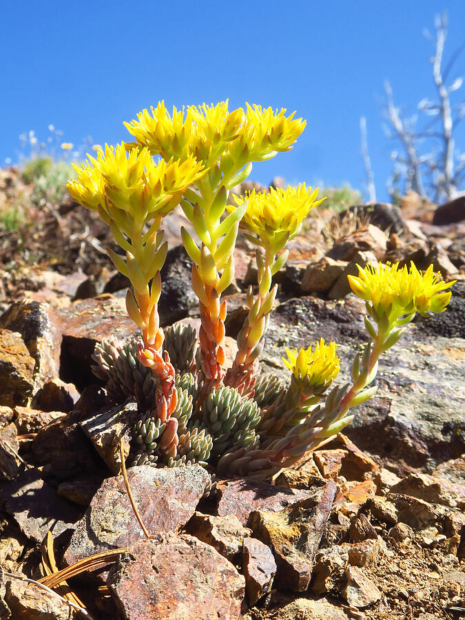 lance-leaf stonecrop (Sedum lanceolatum) [Ironstone Mountain Trail, William O. Douglas Wilderness, Yakima County, Washington]