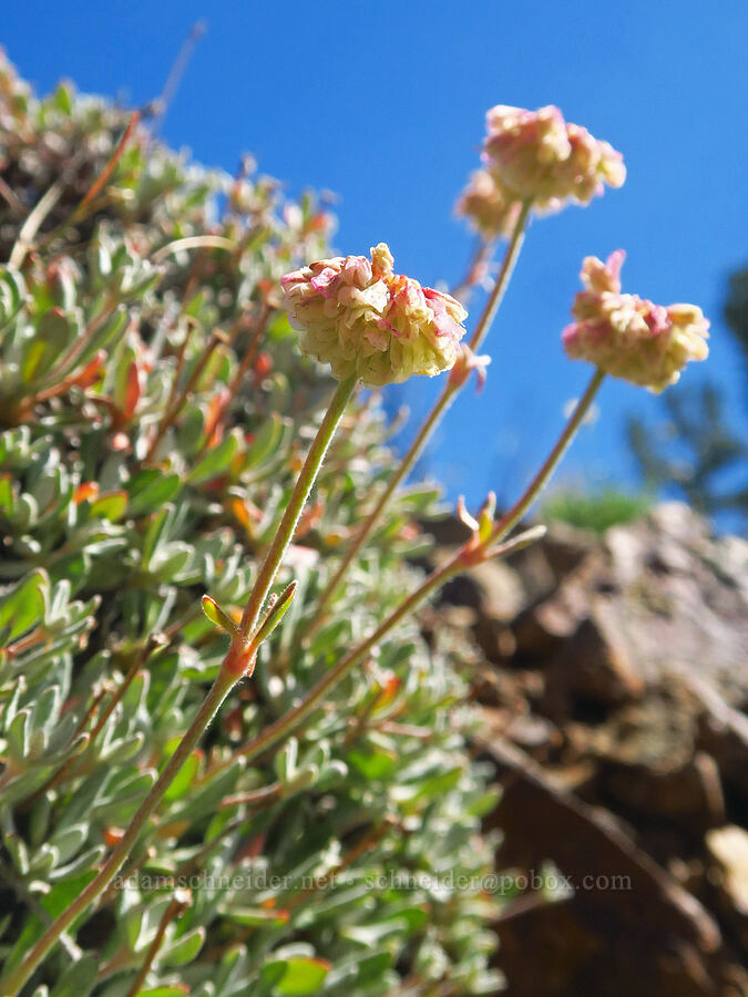 scabland buckwheat (Eriogonum sphaerocephalum var. sublineare (Eriogonum douglasii var. tenue)) [Ironstone Mountain Trail, William O. Douglas Wilderness, Yakima County, Washington]