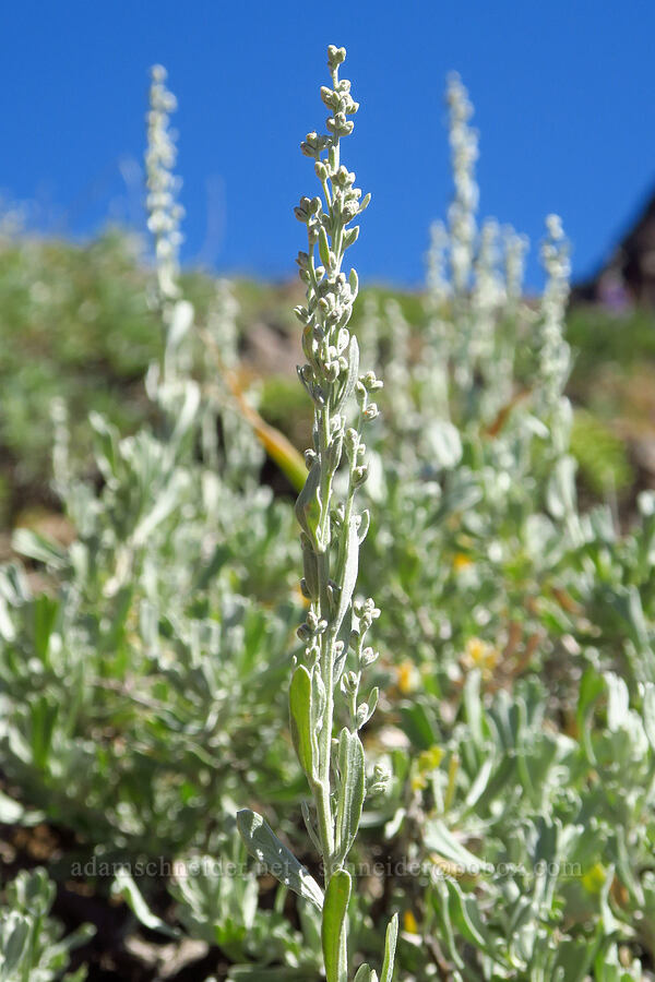 sagebrush, budding (Artemisia tridentata ssp. vaseyana) [Ironstone Mountain Trail, William O. Douglas Wilderness, Yakima County, Washington]