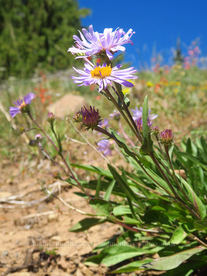 asters (Symphyotrichum sp. (Aster sp.)) [Ironstone Mountain Trail, William O. Douglas Wilderness, Yakima County, Washington]