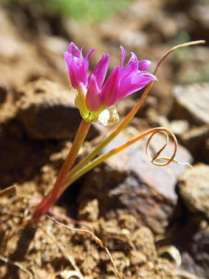 taper-tip onion (Allium acuminatum) [Ironstone Mountain Trail, William O. Douglas Wilderness, Yakima County, Washington]