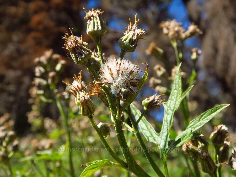 silver-crown luina, gone to seed (Cacaliopsis nardosmia (Cacalia nardosmia)) [Ironstone Mountain Trail, William O. Douglas Wilderness, Yakima County, Washington]