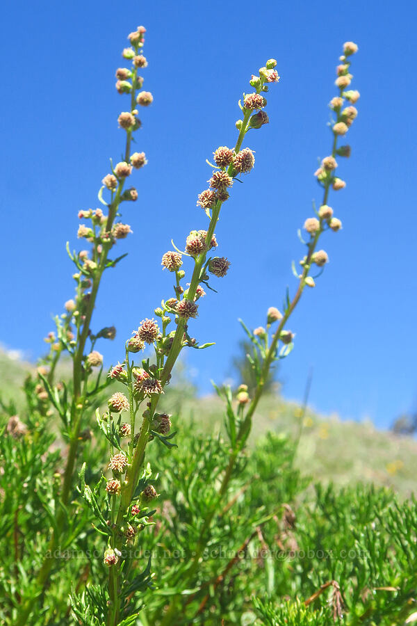 lemon sagewort (Artemisia michauxiana) [Ironstone Mountain Trail, William O. Douglas Wilderness, Yakima County, Washington]