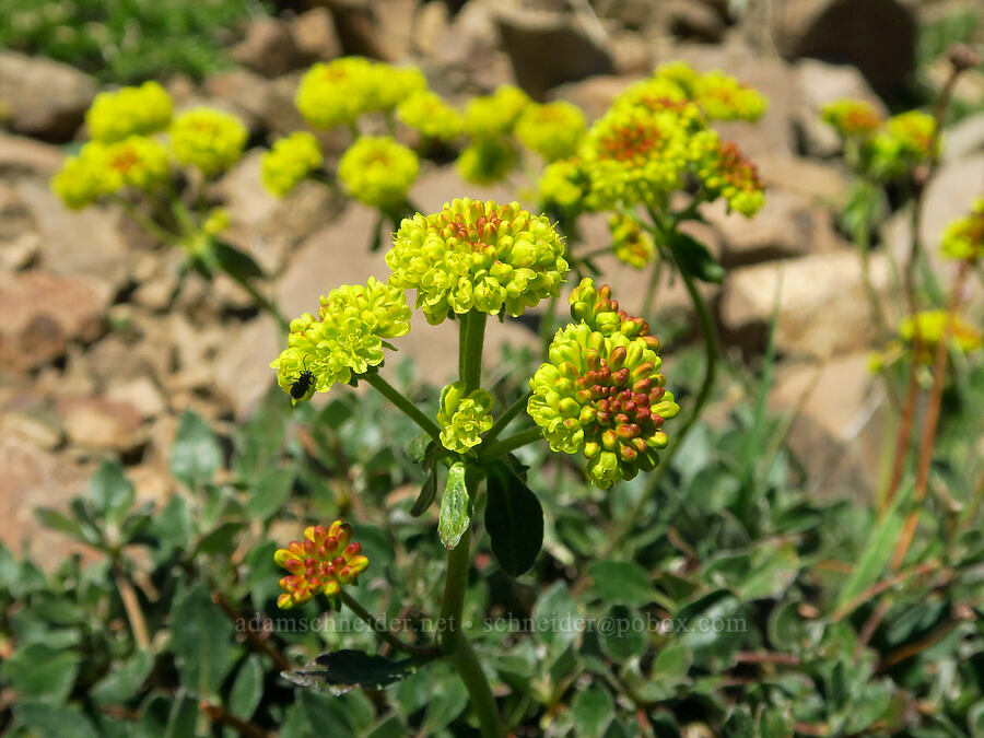 sulphur-flower buckwheat (Eriogonum umbellatum) [Ironstone Mountain Trail, William O. Douglas Wilderness, Yakima County, Washington]