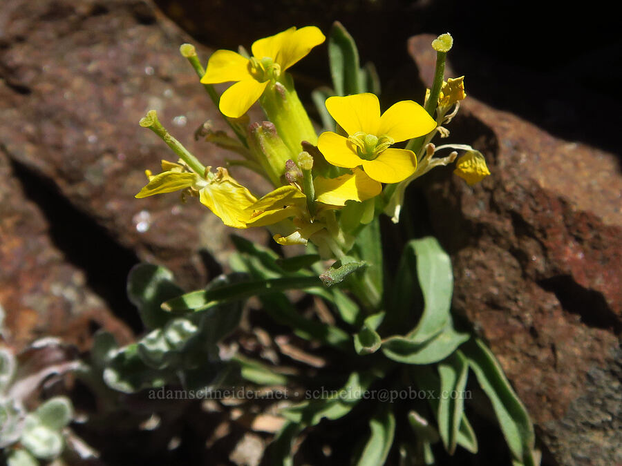 very small wallflower (Erysimum capitatum) [Burnt Mountain, William O. Douglas Wilderness, Yakima County, Washington]