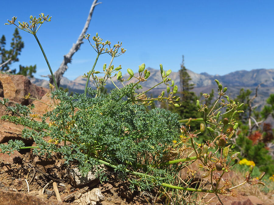 Burnt Mountain desert parsley (Lomatium refugianum) [Burnt Mountain, William O. Douglas Wilderness, Yakima County, Washington]
