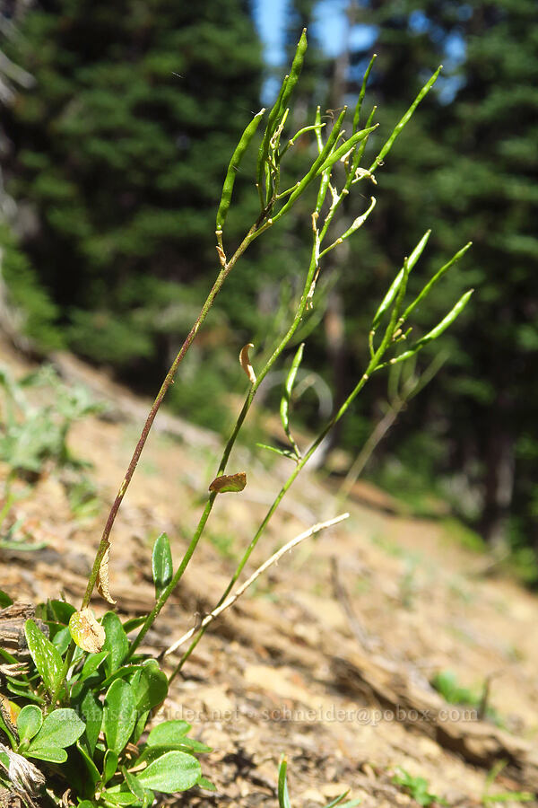 Lyall's rock-cress, going to seed (Boechera lyallii (Arabis lyallii)) [Ironstone Mountain Trail, William O. Douglas Wilderness, Yakima County, Washington]