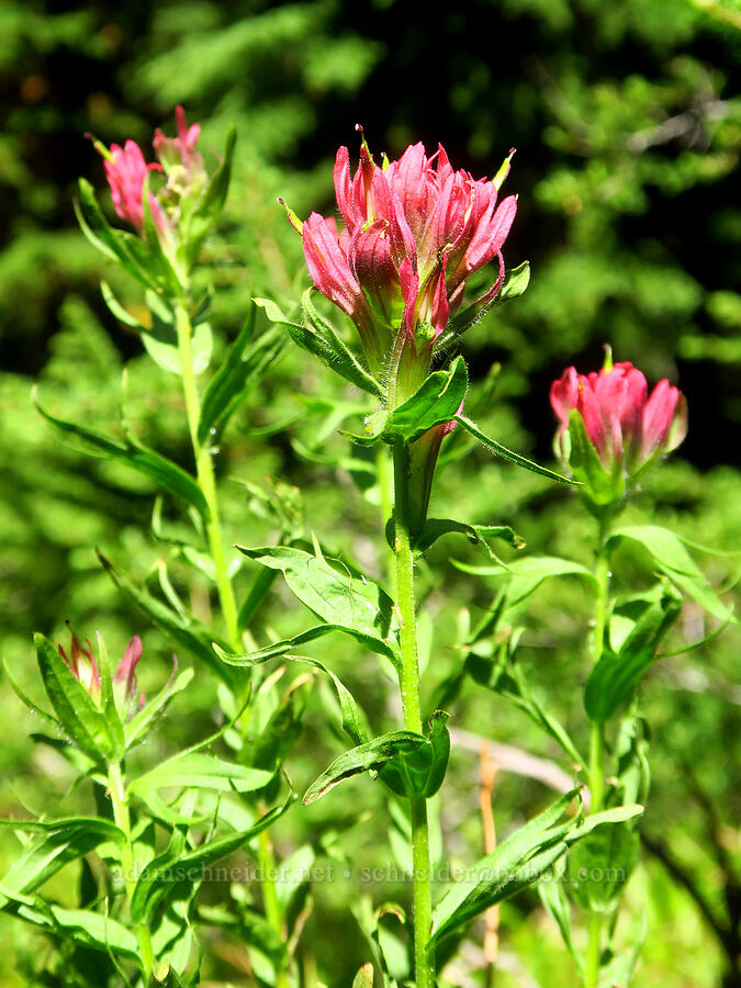magenta paintbrush (Castilleja parviflora var. oreopola) [Shellrock Peak Trail, William O. Douglas Wilderness, Yakima County, Washington]