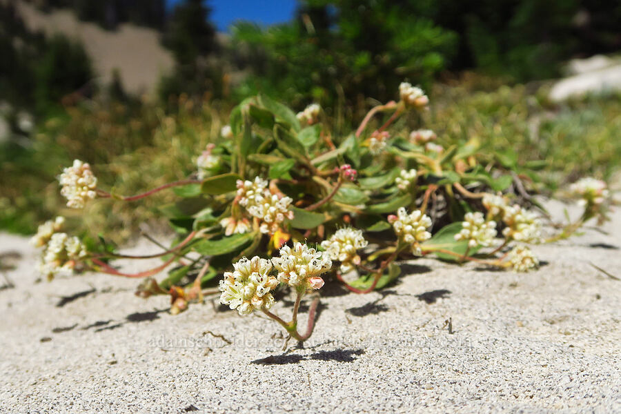 alpine buckwheat (Eriogonum pyrolifolium) [Shellrock Peak Trail, William O. Douglas Wilderness, Yakima County, Washington]