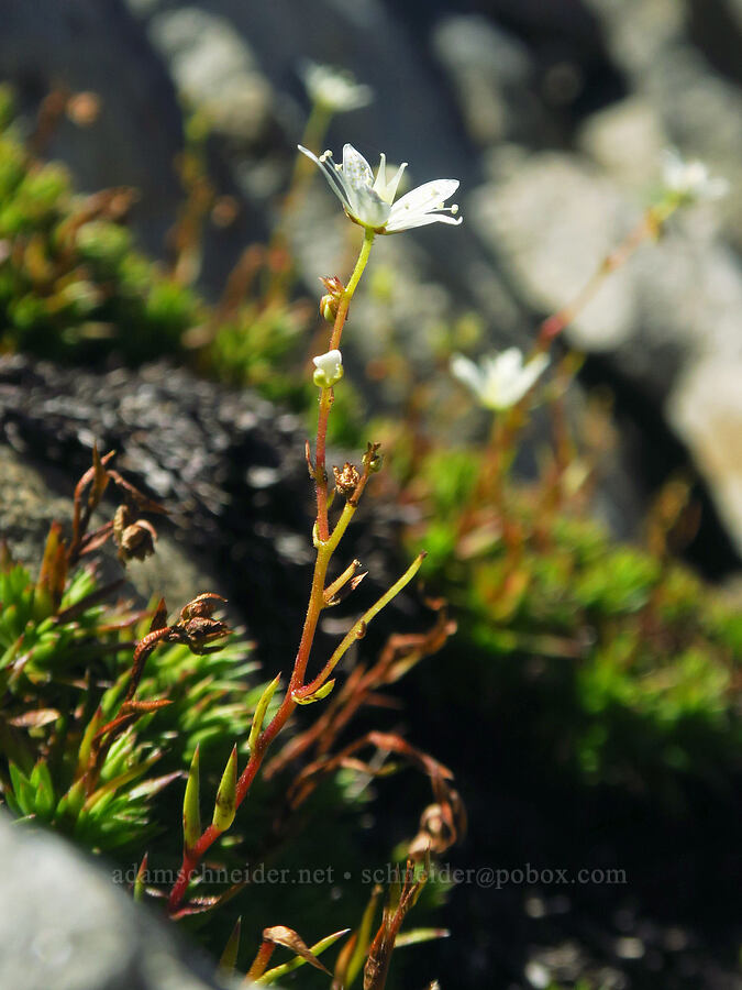 spotted saxifrage (Saxifraga bronchialis ssp. austromontana (Saxifraga austromontana)) [Shellrock Peak, William O. Douglas Wilderness, Yakima County, Washington]