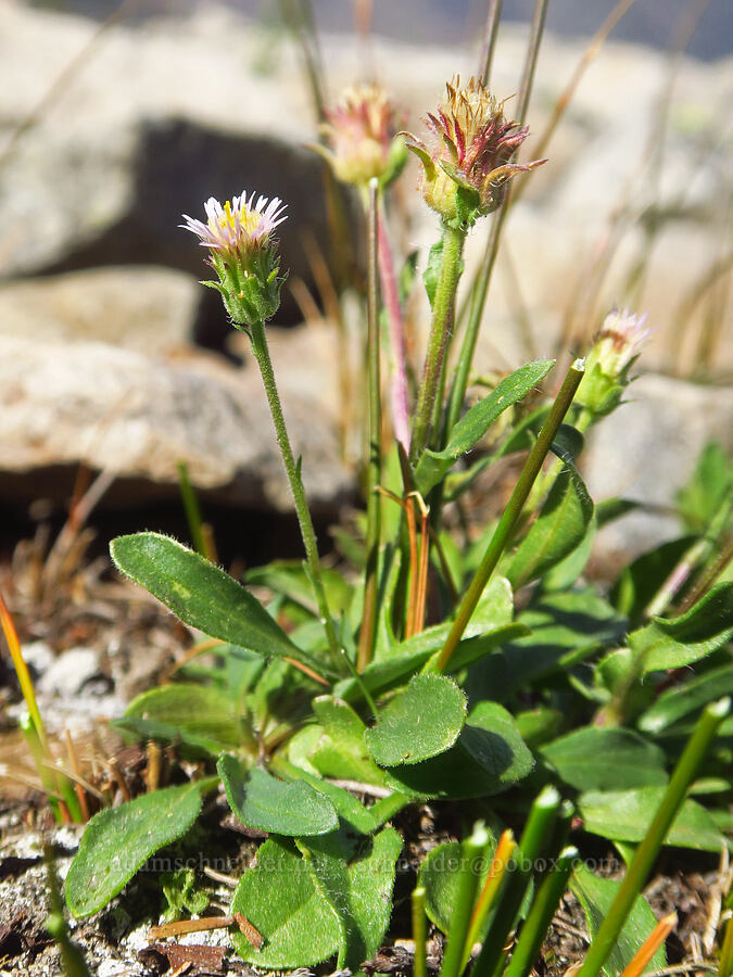 northern daisy/fleabane (Erigeron nivalis (Erigeron acris ssp. debilis)) [Shellrock Peak, William O. Douglas Wilderness, Yakima County, Washington]