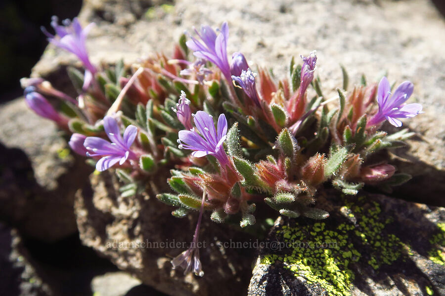 talus collomia (Collomia larsenii) [Shellrock Peak, William O. Douglas Wilderness, Yakima County, Washington]